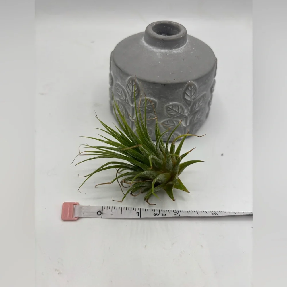 Modern Boho Live Air Plant - Grey Leaf Relief Concrete Pot